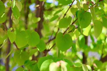新緑の葉っぱ　カツラの木　ハート型の美しい葉　初夏を感じさせるこもれび　緑の背景