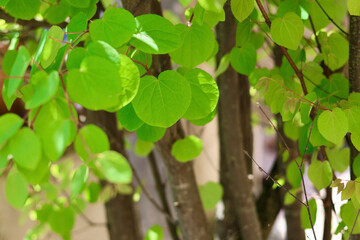 新緑の葉っぱ　カツラの木　ハート型の美しい葉　初夏を感じさせるこもれび　緑の背景