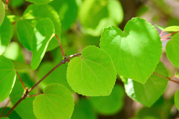 新緑の葉っぱ　カツラの木　ハート型の美しい葉　初夏を感じさせるこもれび　緑の背景