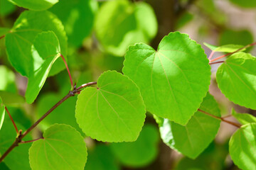 新緑の葉っぱ　カツラの木　ハート型の美しい葉　初夏を感じさせるこもれび　緑の背景