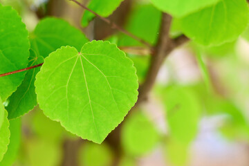 新緑の葉っぱ　カツラの木　ハート型の美しい葉　初夏を感じさせるこもれび　緑の背景