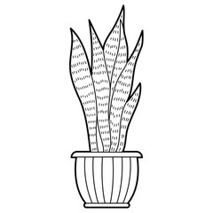 Snake plant in a pot, dracaena trifasciata, popular houseplant. Outline illustration, design elements or page of coloring book