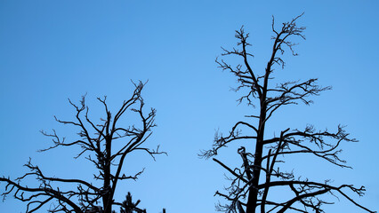 Silhouettes of dry tree branches against a blue sky. Halloween background.