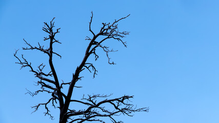 Silhouettes of dry tree branches against a blue sky. Halloween background.