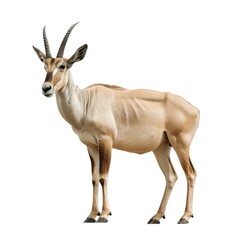 Fototapeta premium Eland standing side view isolated on white background, photo realistic.