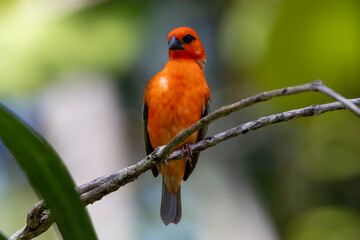 Ein Madagaskarweber Männchen im Prachtkleid frontal auf einem Ast sitzend