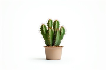Photo of Cactus, Isolated on white background
