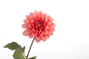 Photo of Dahlia, Isolated on white background