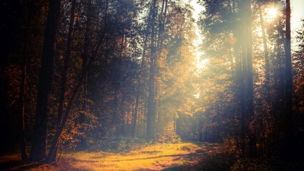 Autumn forest nature. Vivid morning in colorful forest with sun rays through branches of trees. Scenery of nature with sunlight and fog.