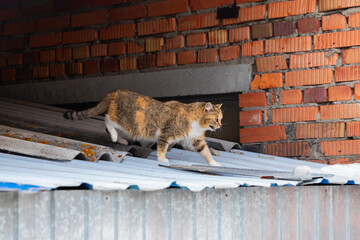 beige brown cat kitten walks on roof and meows. care and help homeless animals, abandoned pets