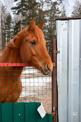 brown red horse face muzzle close-up, portrait profile view. bay horse, corral fence on ranch