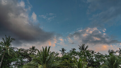 The clouds in the blue evening sky are highlighted in pink. In the lower part there are green spreading leaves of palm crowns. Copy space. Philippines
