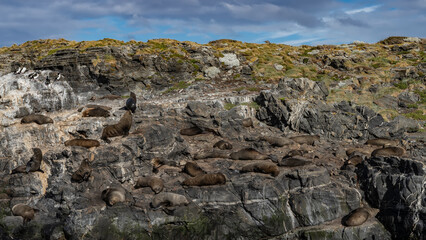 A colony of sea lions is resting, lying on the slope of a rocky islet. Sparse grassy vegetation on the cliff. Clouds in the blue sky. Isla de los lobos. Argentina. Beagle Channel. Tierra del Fuego