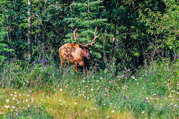 Elk at the forest edge by a flowering meadow