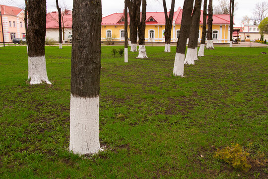 parallel tree trunks on a background of green grass