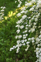 Flowering white bushes of Spiraea Vanhouttei