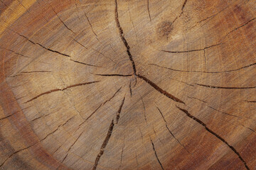 Fototapeta premium cross section of tree stump