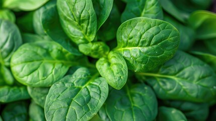 Obraz premium Vibrant Green Spinach Leaves Close-Up