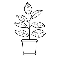 Ficus plant in pot. Popular houseplant.  Outline illustration, design elements or page of coloring book