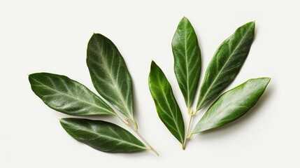 Fresh Sage Leaves Isolated on White Background