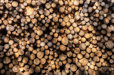 cut pine tree stacked inside an Italian forest