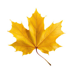 Fototapeta premium Yellow Maple Leaf , Generative AI