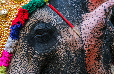 decorated elephant in Kerala festival
