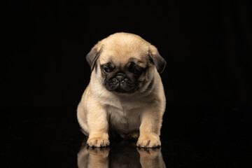 Obraz premium Pug puppy on a black background