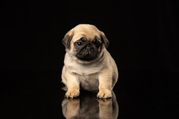 Obraz premium Pug puppy on a black background