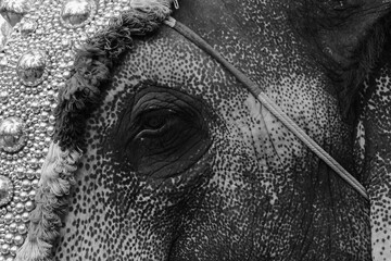 decorated elephant in Kerala festival