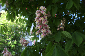 Horse chestnut flowers in the sunlight in spring