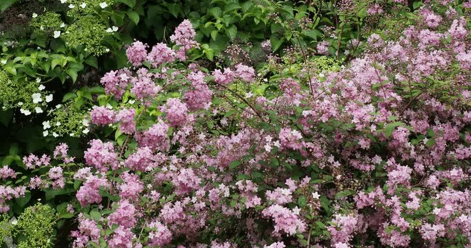 Japanese Snow Flower shrub (Deutzia elegantissima 'Rosealind') Brown-purple arching branches with clusters of small rose-pink flowers and green pointed leaves swaying gracefully in the wind