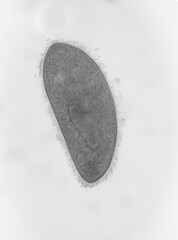 Paramecium is a single-celled organism with a cylindrical body with a round front end, a wider...