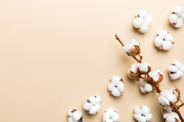 Autumn Floral composition. Dried white fluffy cotton flower branch top view on colored table with...