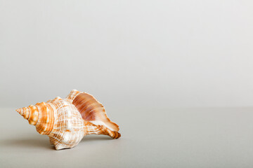 Summer time concept with sea shells or starfish on a table background with copy space for text