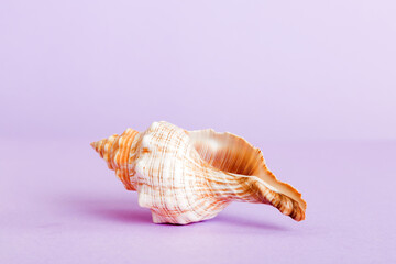 Summer time concept with sea shells or starfish on a table background with copy space for text