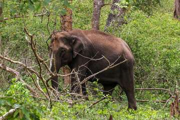 Elephant in Indian wildlife, Mudumalai tiger reserve and wildlife sanctuary in Tamilnadu India