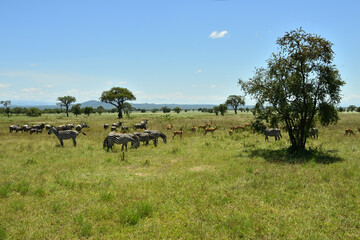 Zebra and Impala antelopes in African green savanah plain