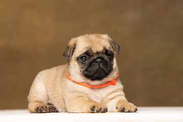 Pug puppy on a brown background