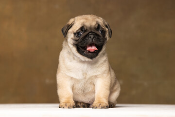 Obraz premium Pug puppy on a brown background