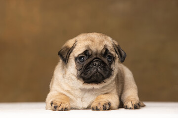 Obraz premium Pug puppy on a brown background