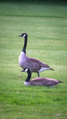 zwei kanadagänse sisoliert hintergrund gans gras grün