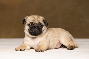 Obraz premium Pug puppy on a brown background