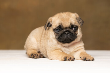Pug puppy on a brown background