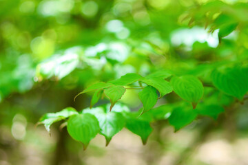 新緑の森　さわやかな日差しと緑の葉　背景