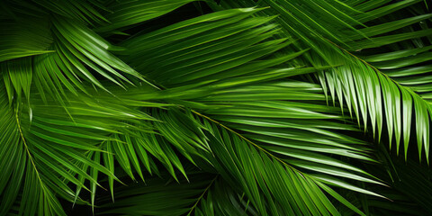 Tropical jungle green leaves background, horizontal Top down view. close - up shot