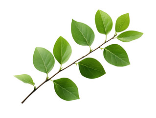 leaves branch isolated on transparent background