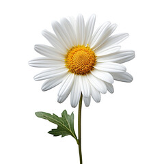 Lovely daisy flower isolated on transparent background