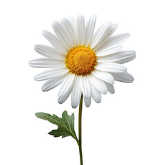 Lovely daisy flower isolated on transparent background © roy9