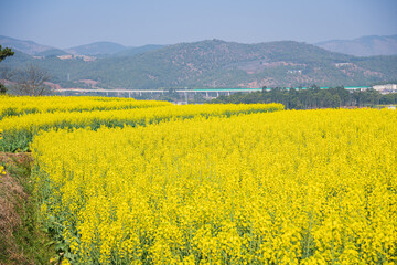 Rapeseed flower sea in Bingma Township, Yunnan Province
